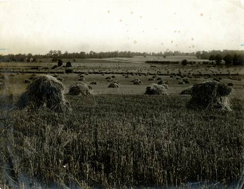 Wheat Farm (near Bloomfield)